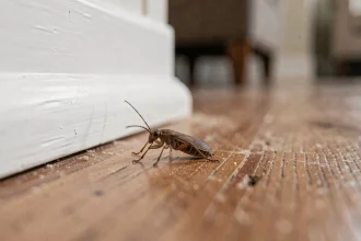 Petite bête marron vue de près sur une plinthe en bois dans une maison, photo macro réaliste d'insecte domestique