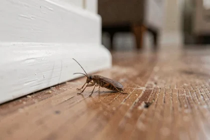 Petite bête marron vue de près sur une plinthe en bois dans une maison, photo macro réaliste d'insecte domestique